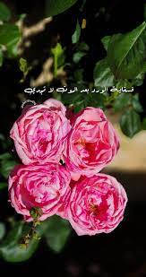 pin on اقتباسات