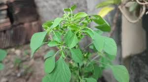 Image result for Acalypha indica