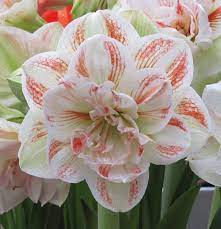 Amaryllis Nymph Quality Flower Bulbs Youtulip Co Uk Bulb Flowers Amaryllis Plant Beautiful Flowers