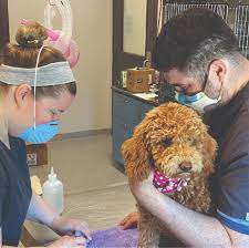 Vetco offers affordable pet vaccination packages & prices for dogs and cats. Low Cost Pet Vaccinations And Food Bank Hhs Rescue Road Blog Hinsdale Humane Society