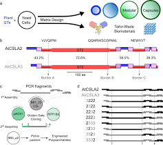 Check spelling or type a new query. Modular Biosynthesis Of Plant Hemicellulose And Its Impact On Yeast Cells Springerlink