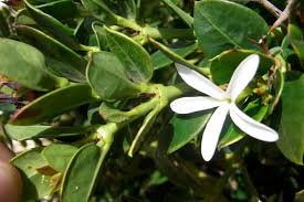 Image result for Carissa tetramera