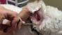 Matted Dog Ears