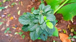 Image result for Tragia dioica