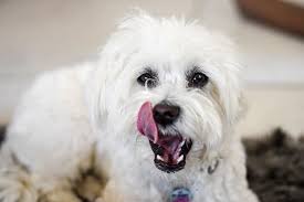 With a maltese, shaving is only for cases of extreme matting. Do Malteses Shed A Maltese Shedding Grooming Guide