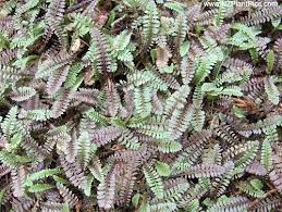 Pin On Fernery Ideas