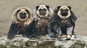 60 Great Dog Names For Game Of Thrones Fans The Dog People By Rover Com