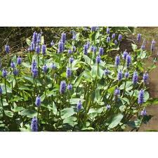 Image result for Nesaea cordata