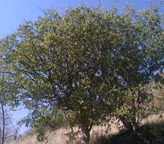 Image result for Pappea capensis