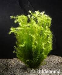 Image result for Mayaca baumii