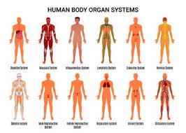 Check spelling or type a new query. Image Details Inh 38192 55561 Main 12 Human Body Organ Systems Flat Educative Anatomy Physiology Front Back View Flashcards Poster Vector Illustration Human Body Organ Systems Poster