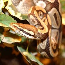 We did not find results for: Come Riconoscere Le Uova Di Serpente Notizie It Pet Community And Social Network
