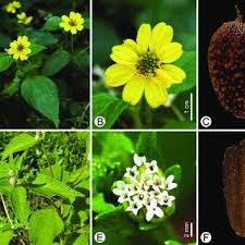 Image result for Blainvillea gayana