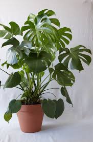 Indoor Potted Plants Delivered To Your Door The Sill Plants Indoor Plants House Plant Care