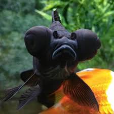 Image Result For Big Eye Goldfish Big Eyed Fish Goldfish Species Goldfish Breeding