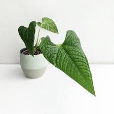 General common names include anthurium, tailflower, flamingo flower, and laceleaf. Anthurium Lappoanum We Love Aroids