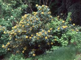 Grape holly and jane magnolia are my two favorite plants for all year pleasure. Mahonia Aquifolium Landscape Plants Oregon State University