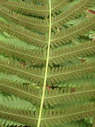 Image result for Christella burundensis