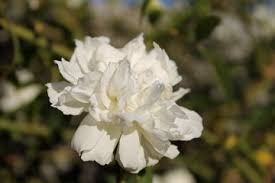 We did not find results for: My Tombstone Rose Named After A 100 Year Old Bush In Tombstone Arizona Rose Floral Flowers