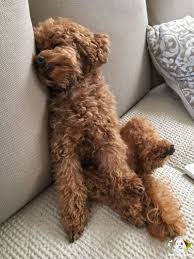 Satilik Toy Poodle Yavrusu Satilik Toy Poodle Yavrusu Kopek Kopekseverler Kopeksahiplendirme Kopekyavrusu Evcilhayvan Poodle Puppy Poodle Red Poodles
