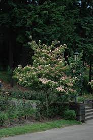 « see the general plant entry for dogwoods (cornus). Heart Throb Chinese Dogwood Cornus Kousa Heart Throb In Vancouver Victoria Burnaby Penticton Coquitlam British Columbia Bc At Gardenworks