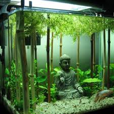 Aquascape Design Equipment Perlengkapan Hewan Di Carousell