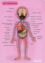 Blog De Ensenanza De Idiomas Programacion De Clases Y Trabajos Del Aula Para Dif Organos Del Cuerpo Humano Cuerpo Humano Para Ninos Sistemas Del Cuerpo Humano