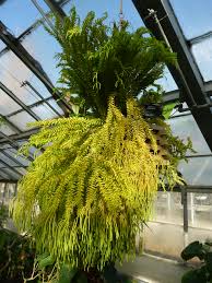 Image result for Lycopodiaceae