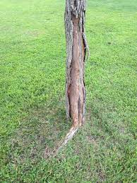 Maybe you would like to learn more about one of these? Why Is The Bark Falling Off The Base Of My Corkscrew Willow S Trunk Gardening Landscaping Stack Exchange