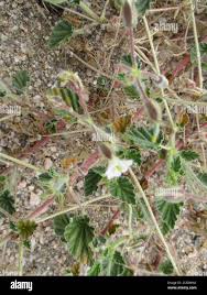 Image result for Monsonia senegalensis