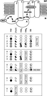 Irina barash has extensive experience in internal medicine (primary spec.), nephrology. The Electron Transfer Pathway Of The Na Pumping Nadh Quinone Oxidoreductase From Vibrio Cholerae Journal Of Biological Chemistry