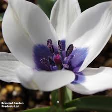 Image result for Tinnea coerulea