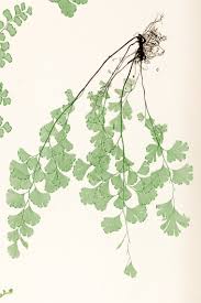 Image result for Adiantum