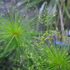 Image result for Cyperus