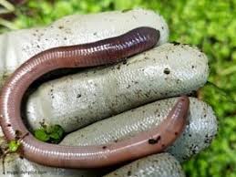 For this reason, the unpleasant odor of millipedes is a direct result of one of their main defense mechanisms. Good And Bad Bugs In The Garden Pests And Beneficial Insects