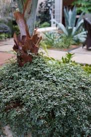 Image result for Pilea angolensis
