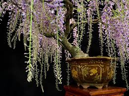 Wisteria flowers and gifts's best boards. Wisteria Bonsai Valavanis Bonsai Blog