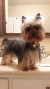 See Our Internet Site For Additional Info On Yorky Pups It Is A Great Location To Read Mor Yorkshire Terrier Yorkshire Terrier Puppies Yorkshire Terrier Dog