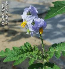 Image result for Solanum sp. B
