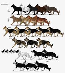 german shepherd color chart german shepherd transparent