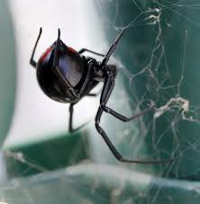 Black widows are expanding their range into canada, likely as a result of climate change, a new study shows. Black Widow Spiders In Ont Don T Panic Ctv News