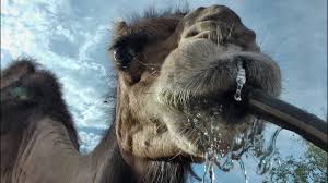 Once water becomes available, they drink only to replenish what they lost. Camel Drinks From The Hose Youtube