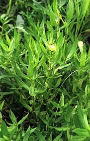 Image result for Enydra