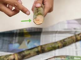 Maybe you would like to learn more about one of these? 3 Ways To Eat A Sugar Cane Wikihow