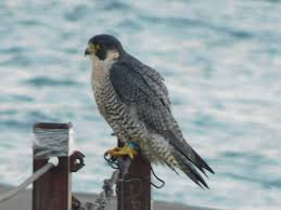A peregrine nestling perches on a nearby cliff face. Peregrine Falcon Falco Peregrinus Inaturalist Luxembourg