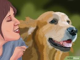 Bir Kopek Nasil Egitilir Wikihow