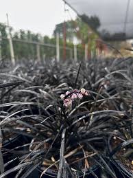 Image result for Ophiopogon