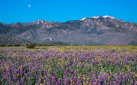 The atacama desert is experiencing a rare springtime bloom of flowers after the heaviest rainfall in two decades earlier this year, caused by el niño weather system. Wildflowers In The Valley Discover Palm Desert