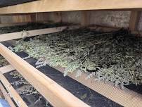 Aerial and Tea Grade Medicinal Herbs - Harvest and Post Harvest Handling