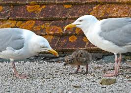 A Seagull S Story From Chick To Adult